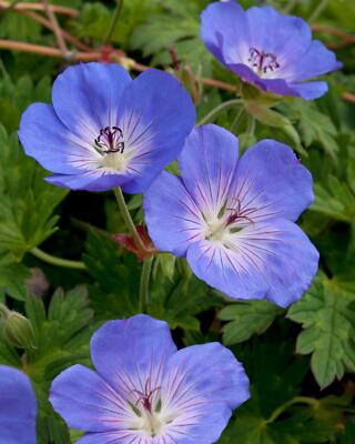 Hardy Geranium 'Rozanne' Plant in a 17cm Pot. RHS AGM. Cranesbill | eBay