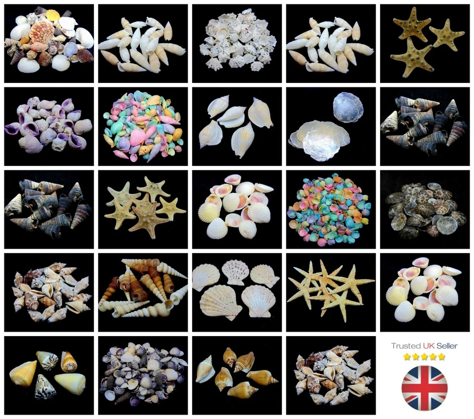 Natural Shells - Seashells Beach Shells Wedding Display Craft Aquarium Sea Decor - Image 2 of 2