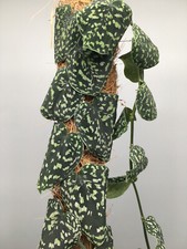 Scindapsus Snake Skin Stecklinge