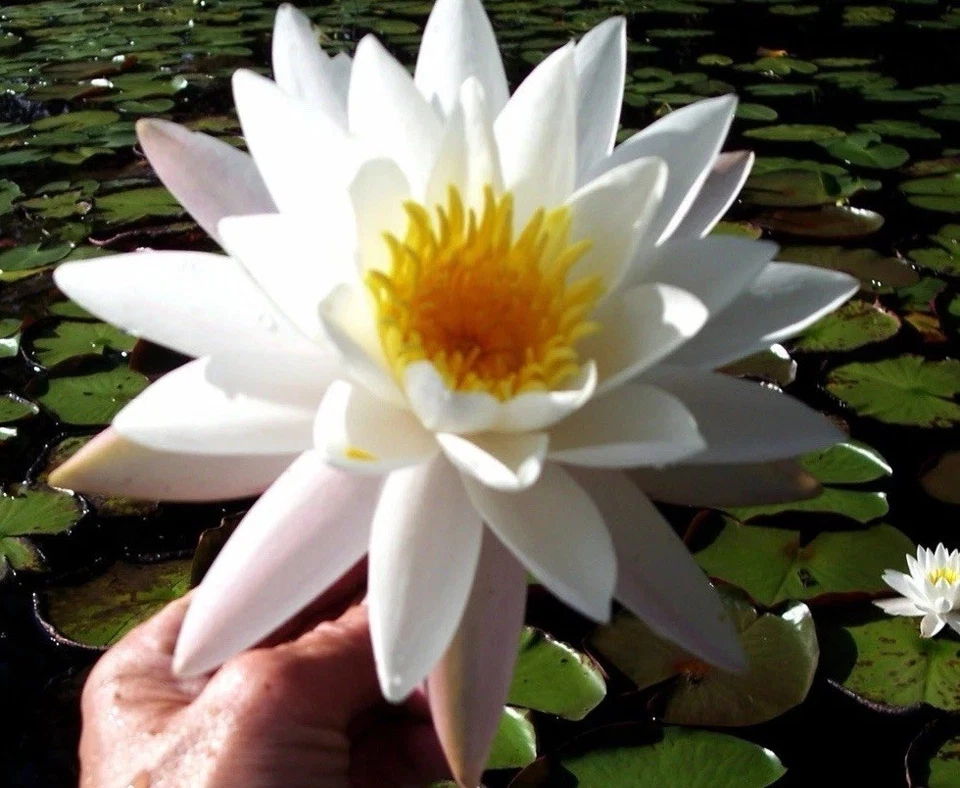 WATER LILY YELLOW CHARLENE TUBER - Live Plants SUPER PRICE!! FREE SHIPPING!!! - Image 4 of 4