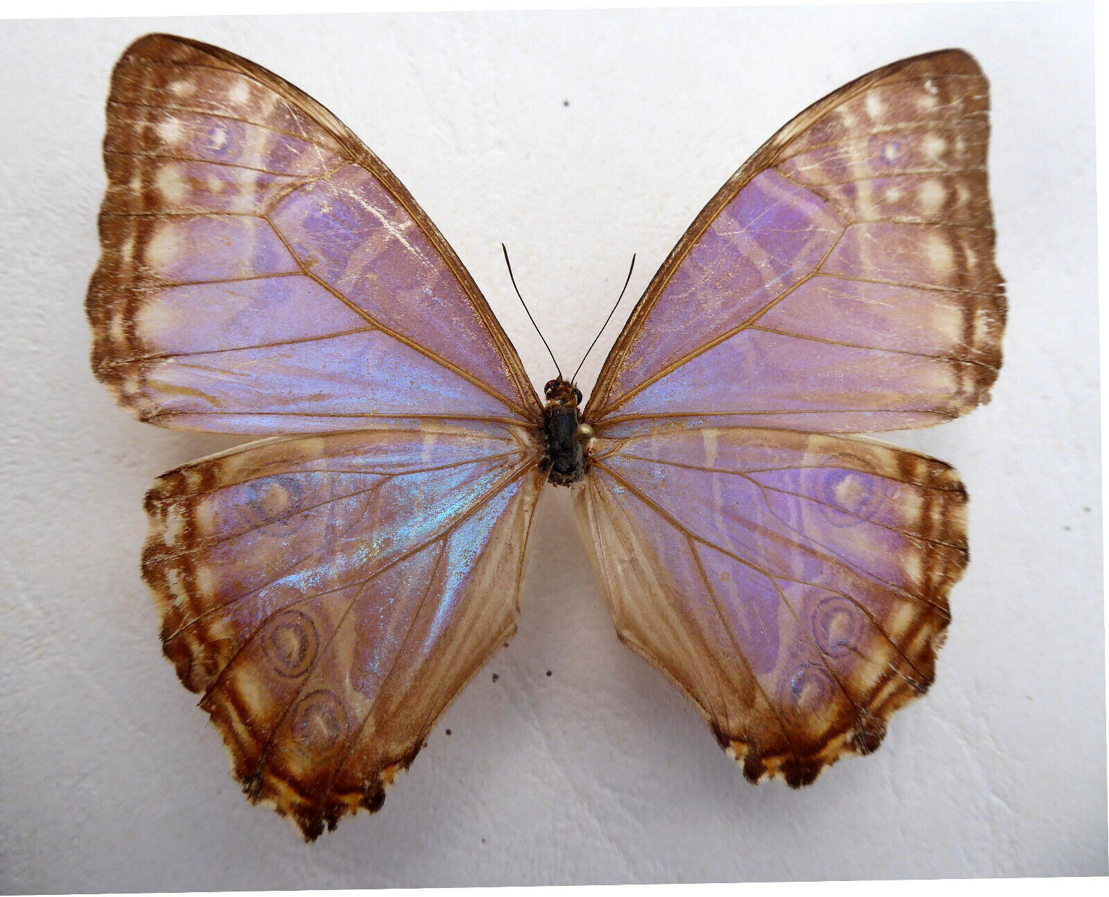 Morpho rhodopteron rhodopteron F ex Sierra Nevada de Santa Marta