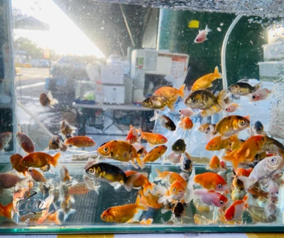 ranchu goldfish for sale