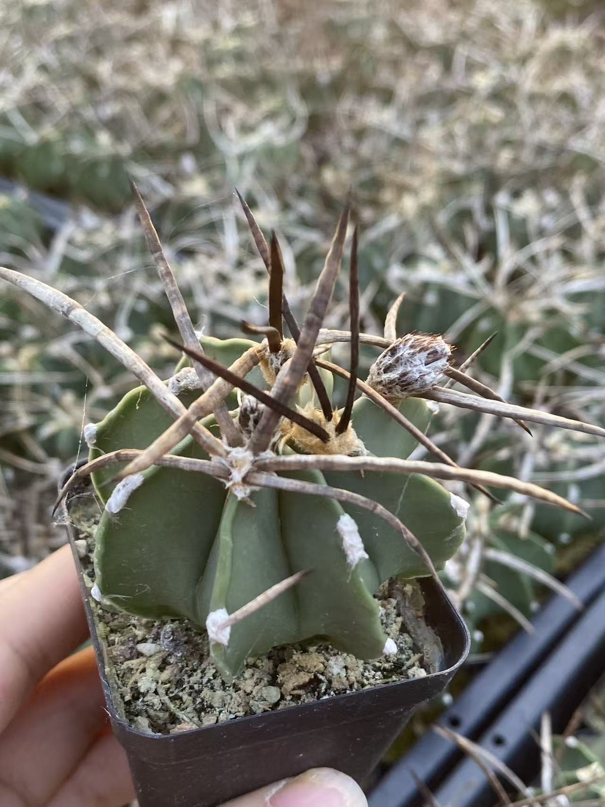 Astrophytum Capricorne Buffalo Suigyu cactus Plant seedgrowth 4-5CM