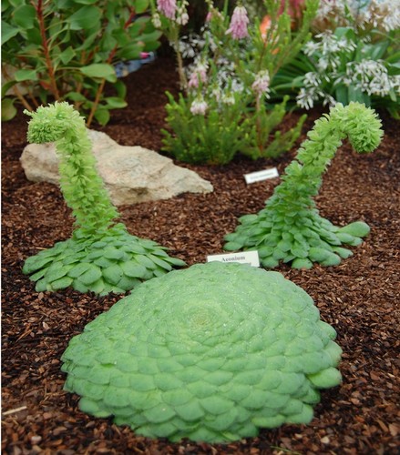 * Aeonium Tabuliforme * Canary Islands Amazing Flat Succulent * Rare *10 seeds *