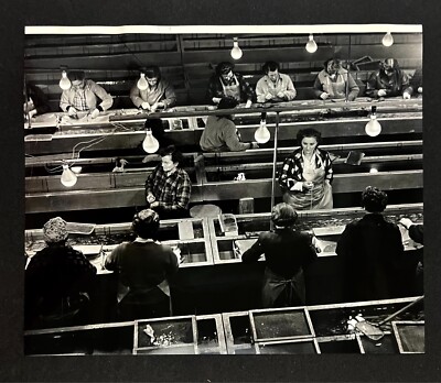 1956 Klickitat Fish Hatchery Washington Workers Clip Chinook Salmon Press Photo
