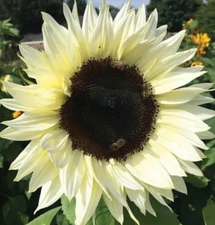 ITALIAN WHITE SUNFLOWER SEEDS 50+ annual FLOWER garden BEES birds FREE SHIPPING