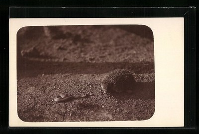 Foto-AK Ein Igel und eine kleine Schlange 