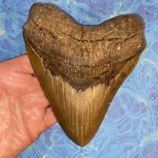 MEGALODON SHARK TOOTH 5.88 HUGE TEETH MEG SCUBA DIVER DIRECT FOSSIL NC 1659