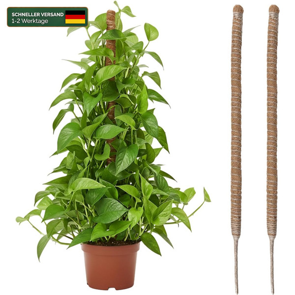 Moosstab Monstera 2X60Cm Kokosstab Rankhilfe FüR Kletterpflanzen-image