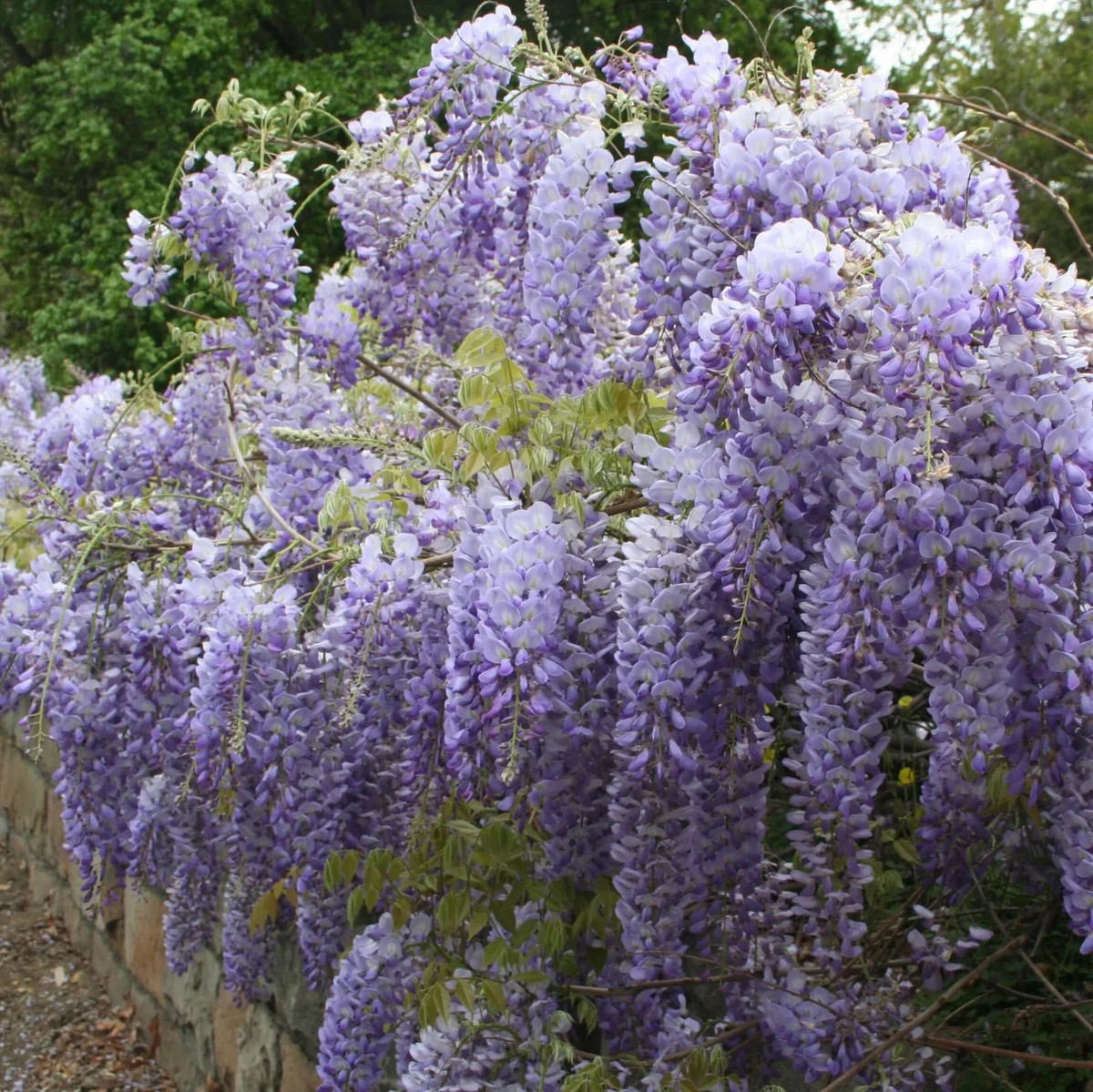 1 Chinese Wisteria 12-24" Wisteria sinensis Starter Plant | eBay