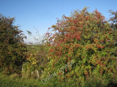 Photo 6x4 Autumn bounty Stainton le Vale  c2011