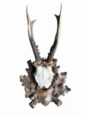 Roe Deer Trophy Black Forest Antlers 58 Black Forest Antlers Mount