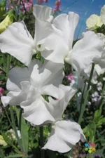 50+ Glasnevin Sweet Pea Seeds for Garden Planting - USA - FREE SHIPPING!