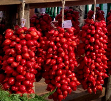 20 graines TOMATE ANCIENNE DES POUILLES FIASCHETTO (Lyc. esc.)K111 TOMATO SEEDS