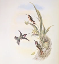 Gould BRYANT'S WOOD-STAR Hummingbirds Vintage Bird Art Print Bookplate S-33