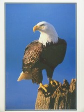 Thomas E. Mangelsen Limited Print 