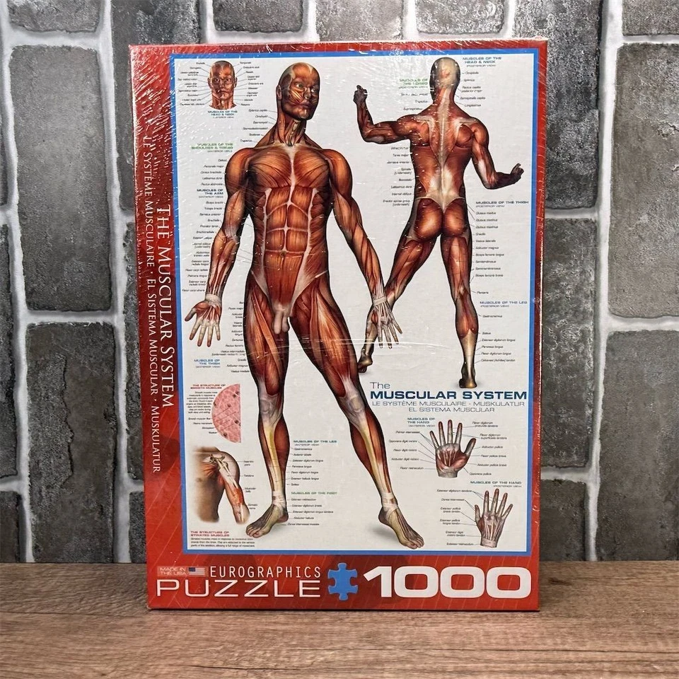 EuroGraphics The Muscular System 1000-Piece Puzzle Strategy Theme - Image 2 of 4