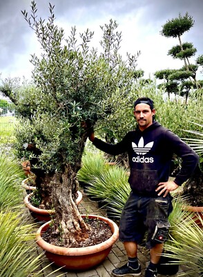 Bonsai Olivenbaum Olive - Winterhart beste Qualitt - Olea Europaea Hhe  240 cm | eBay.de