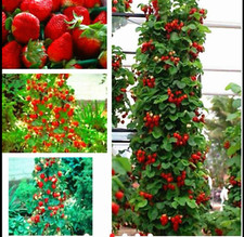 RARE CLIMBING GIANT STRAWBERRY fruit Tree 15 SEEDS -Combined Shipping Disc USA 