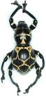 Pachyrhynchus cruciatus female 11mm AB47 Curculionidae