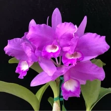 Guarianthe skinneri ‘Waldor’ AM/AOS Orchid Eros Two New Growths 5.5” Pot