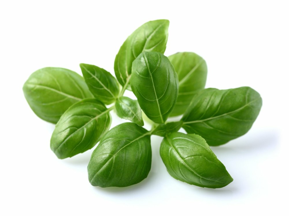 BASIL ESSENTIAL OIL AROMATHERAPY GLASS BOTTLE 0.5 OZ 1 OZ