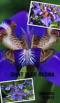 Neomarica Caerulea Regina Blue Giant Apostle S Walking Iris 2 Plants 8 Tall Ebay