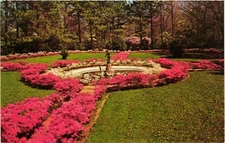 TX Postcard Spring Bloom Azalea Garden Park Fountain Green Forest Vidor Texas