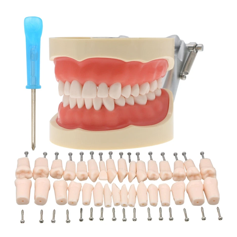 Kilgore Nissin 200 Tipo Poste de Montaje Dental Tipodont Modelo 32 piezas Dientes Extraíbles Foto 4 de 4