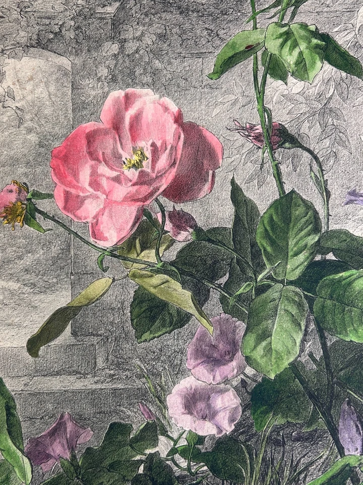 Ed. Muller. Garden Roses & Morning Glory Colored chalk lithograph Lemercier 1872 - Bild 3 von 4
