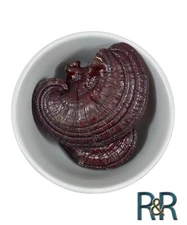 Red Reishi WHOLE Mushroom Organic (Ganoderma Lucidum) Ling Zhi Free Ship + USA