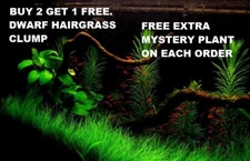 *BUY 2 GET 1 FREE* Dwarf Hair Grass Eleocharis Parvula Clump Aquarium Plants 