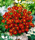 FRENCH MARIGOLD - SINGLE FAVOURITE RED - 150 SEEDS - Tagetes patula nana FLOWER