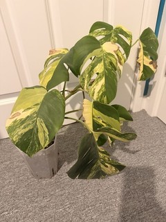 Monstera Deliciosa Aurea TriColour Highly Variegated Rare Houseplant Large Plant