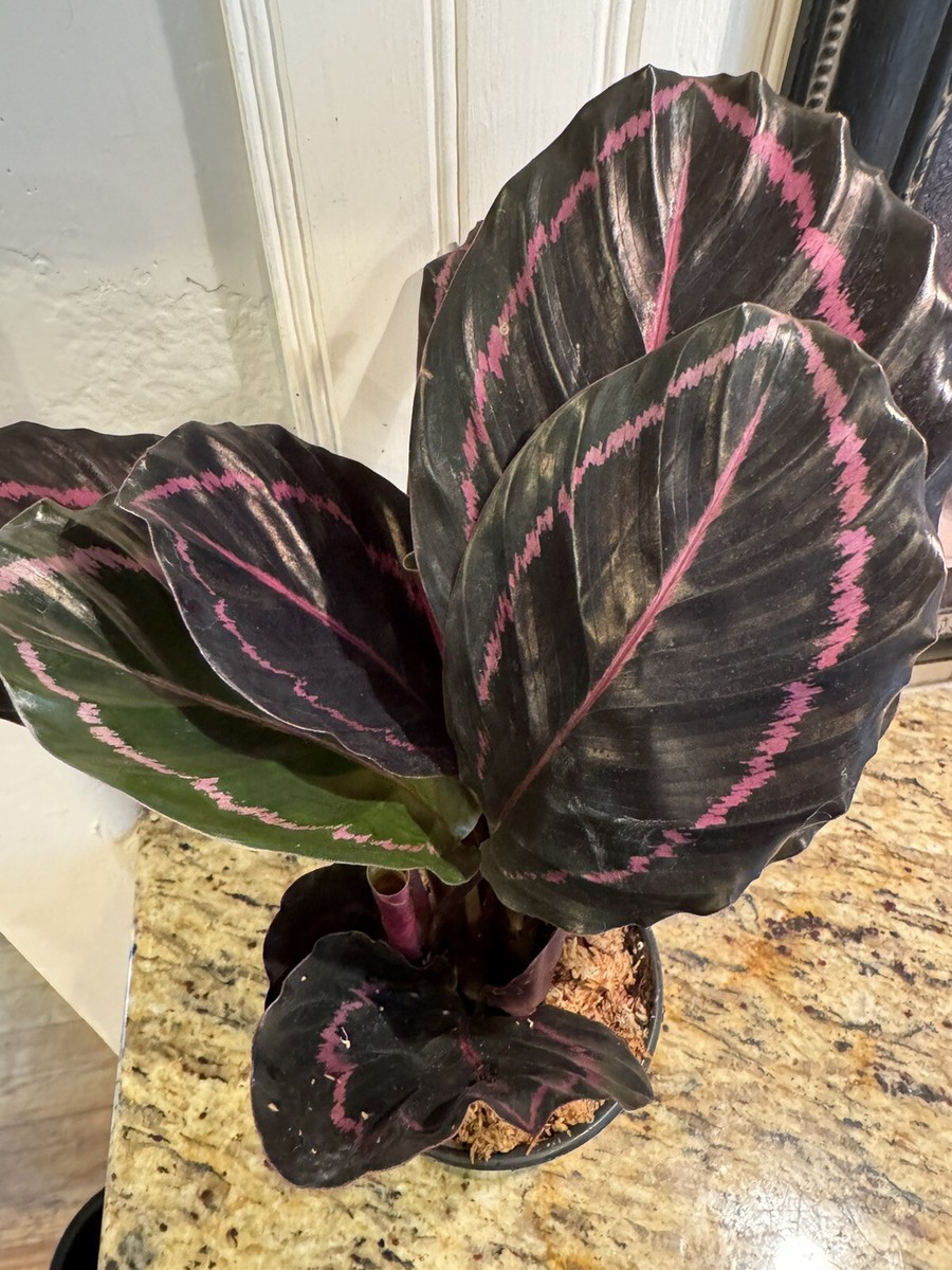 Calathea roseopicta | eBay