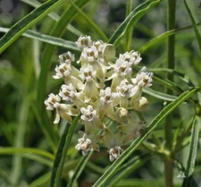 Milkweed NARROW-LEAVED Monarch Butterfly Host Plant White Tall Non-GMO 30 Seeds