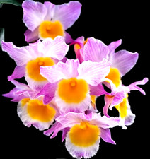 Dendrobium orchid Farmeri Pink In Bloom Mounted In Wood Basket