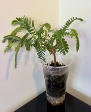 ??Feathery green leaves &graceful structure Sweet & Sour Tamarind Bonsai 1 Plant