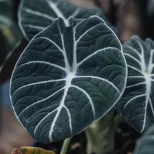 Black Velvet Alocasia Live Plant 5-7" Tall Bare Root, Colocasia