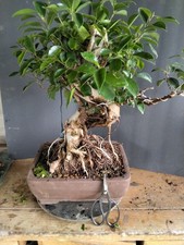 Ficus Retusa Bonsai