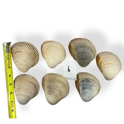 LOT of 7 Cockle Half-Shell Seashells Various Sizes