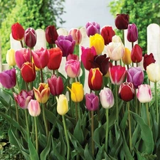 Long Stemmed Perennial Tulip Mix (10) Excellent for Perennializing for Years !