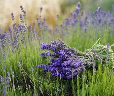 Vera English Lavender  Lavandula angustifolia  TALL Lavender  100 SEEDS