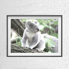 AUSTRALIAN NATIVE KOALA BEAR ANIMAL POSTER PICTURE PRINT Sizes A5 to A0 **NEW**