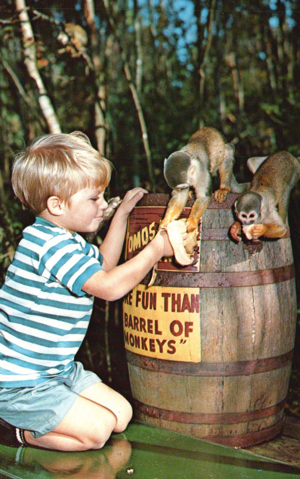 Postcard FL Homosassa Springs Barrel of Monkeys & Boy Chrome Vintage PC
