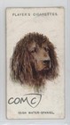 1929 Player's Dogs' Heads by Arthur Wardle Series of 50 Irish Water Spaniel s5q