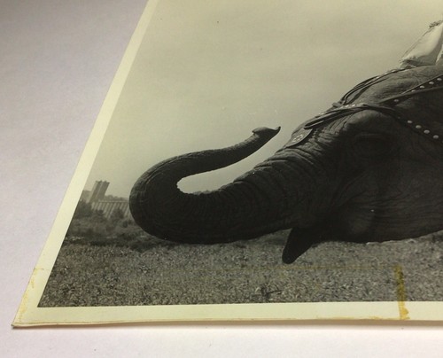 Fotografía de tres mujeres sentadas en un elefante de circo blanco negro 8 x 10 de colección - Imagen 7 de 23