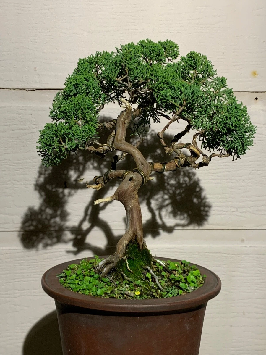 Juniper Bonsai Broadleaf Bonsais for sale | eBay