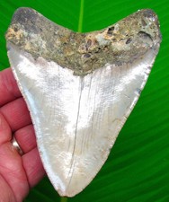 DENTE DI SQUALO MEGALODONTE 5,02" vero fossile XL DENTI DI SQUALO GRANDI - SEGHETTATO!!!
