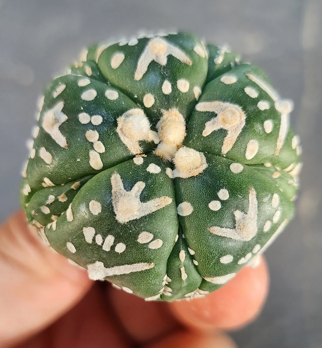 仙人掌星球cactis 、多肉植物| eBay